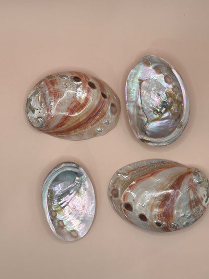 Polished Red Abalone Shells – Haliotis rufescens, 3–5"