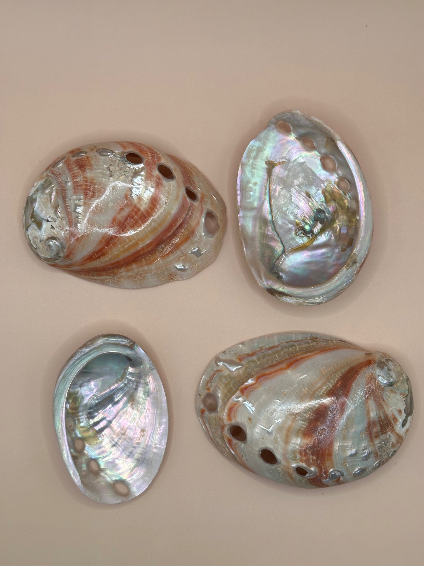 Polished Red Abalone Shells – Haliotis rufescens, 3–5"
