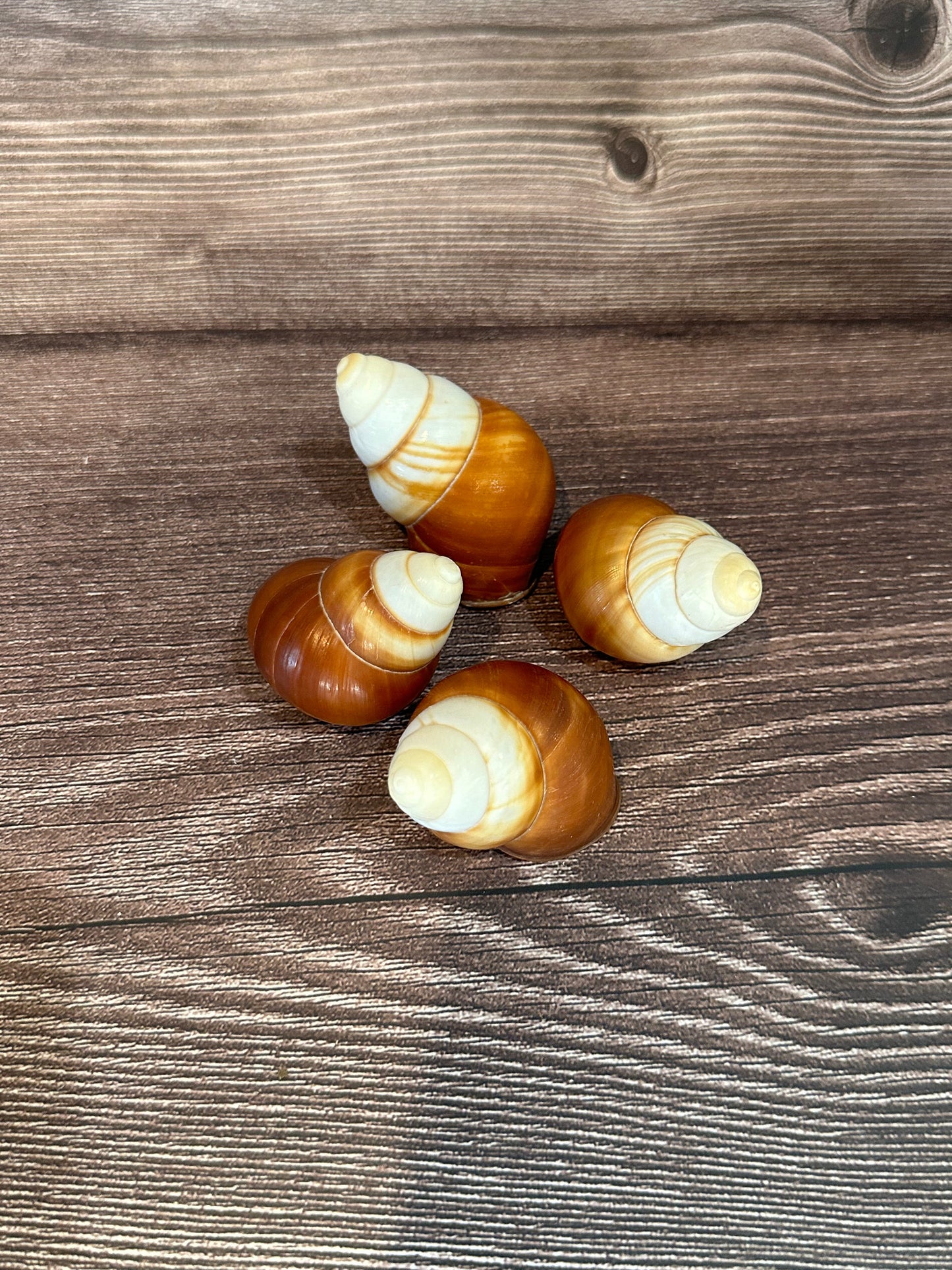 Three Helicostyla faunus land snail shells with brown and cream spiral patterns, displayed on a wooden surface.