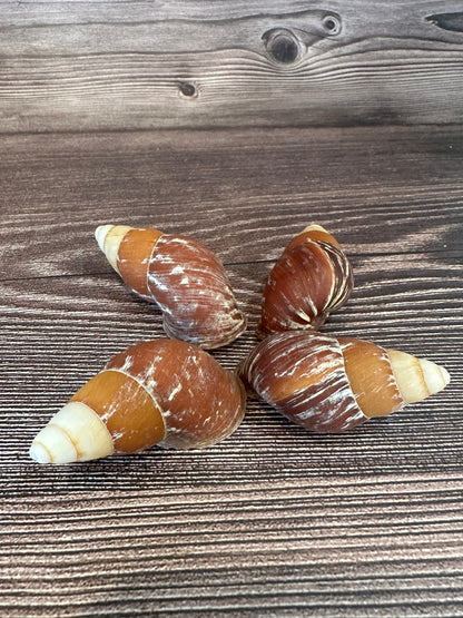 Chrysallis rollei Land Snail