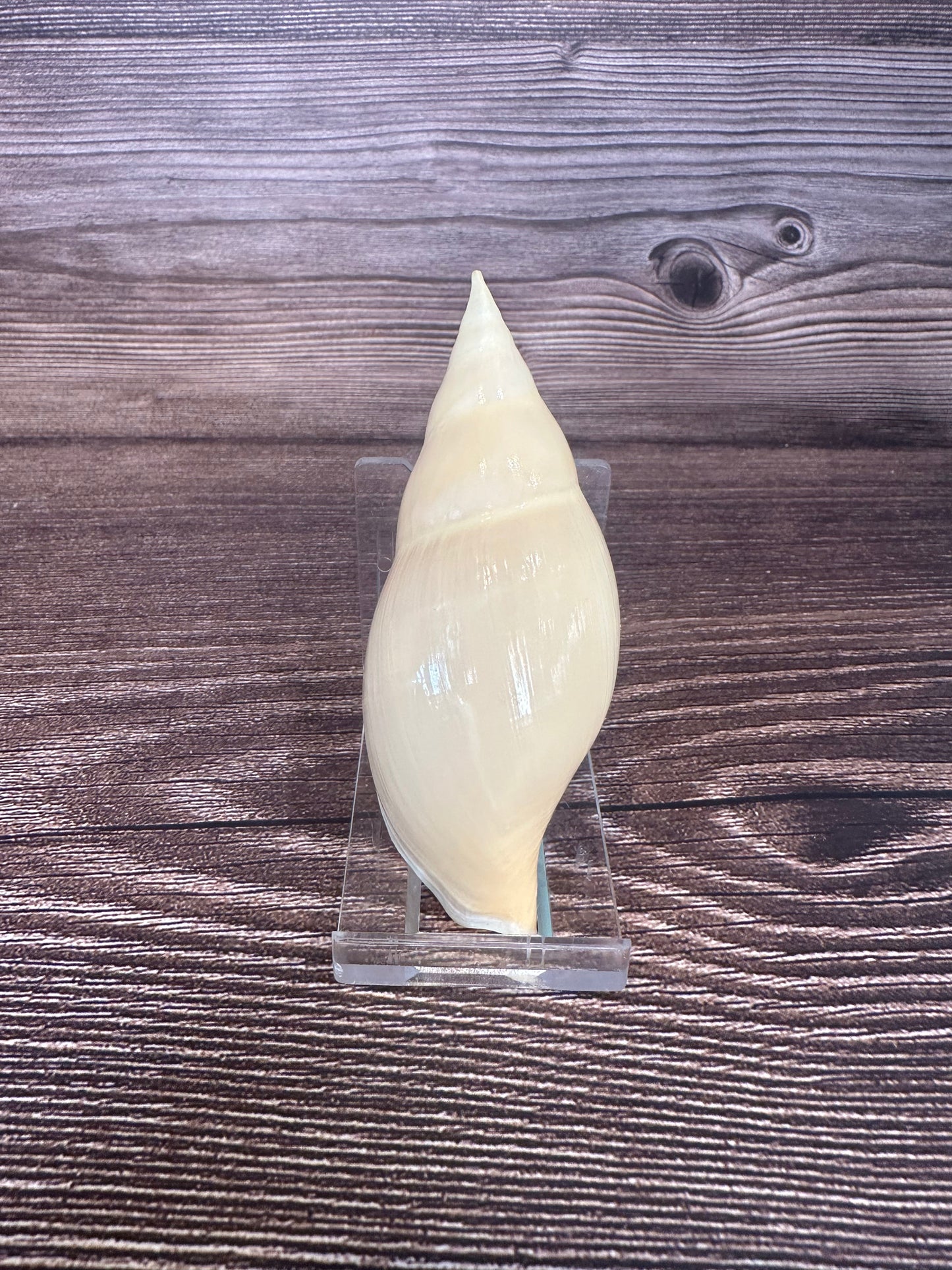 Golden Volute – Iredalina mirabilis – 3.7"