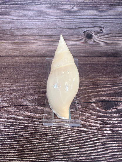 Golden Volute – Iredalina mirabilis – 3.7"