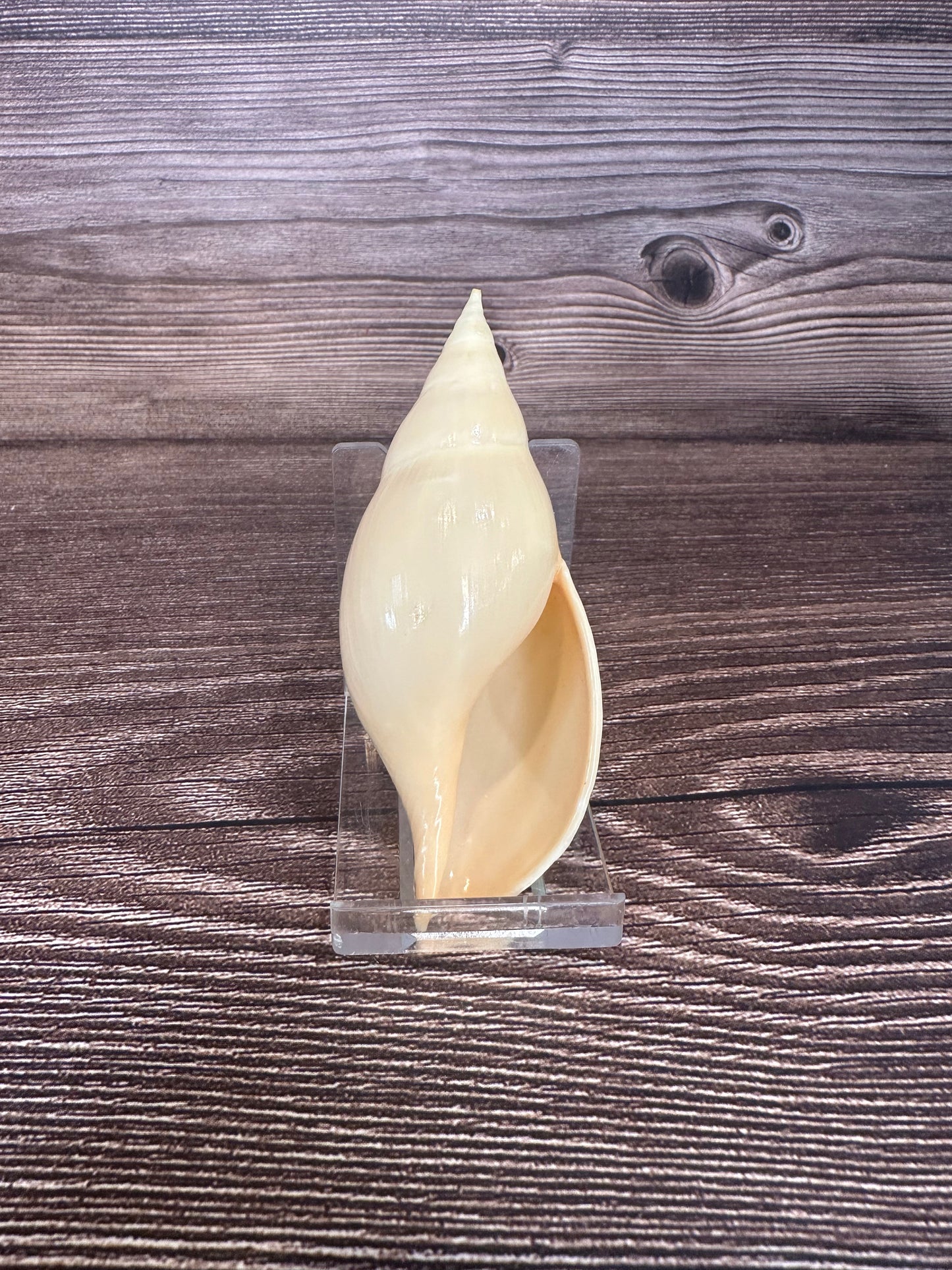 Golden Volute – Iredalina mirabilis – 3.7"