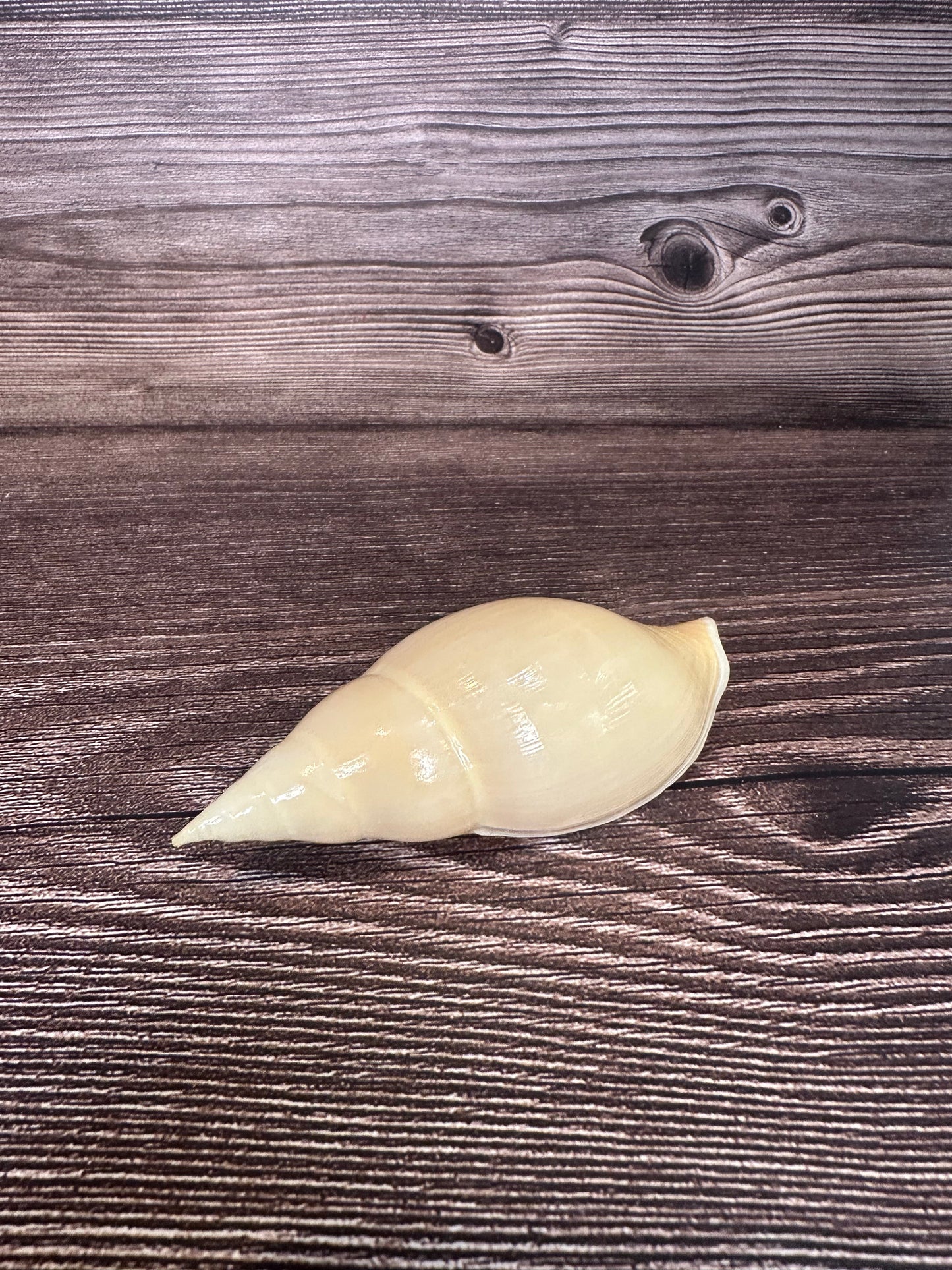 Golden Volute – Iredalina mirabilis – 3.7"