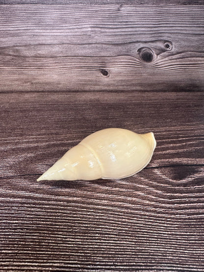 Golden Volute – Iredalina mirabilis – 3.7"