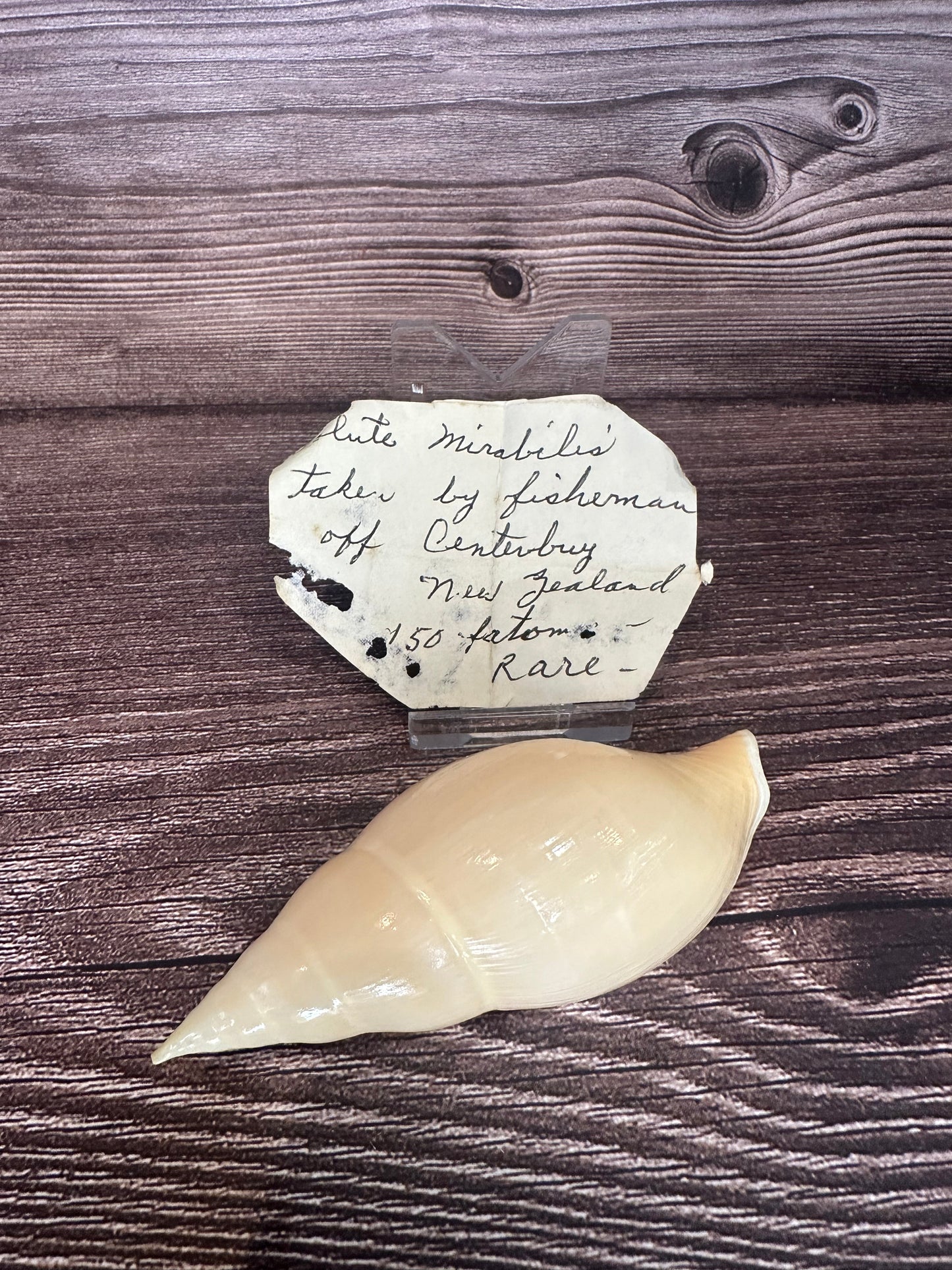 Golden Volute – Iredalina mirabilis – 3.7"