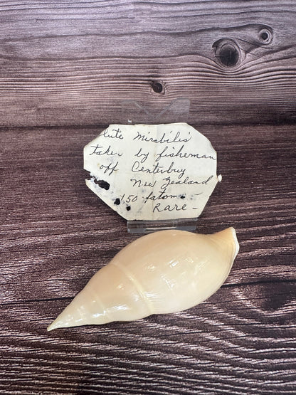 Golden Volute – Iredalina mirabilis – 3.7"