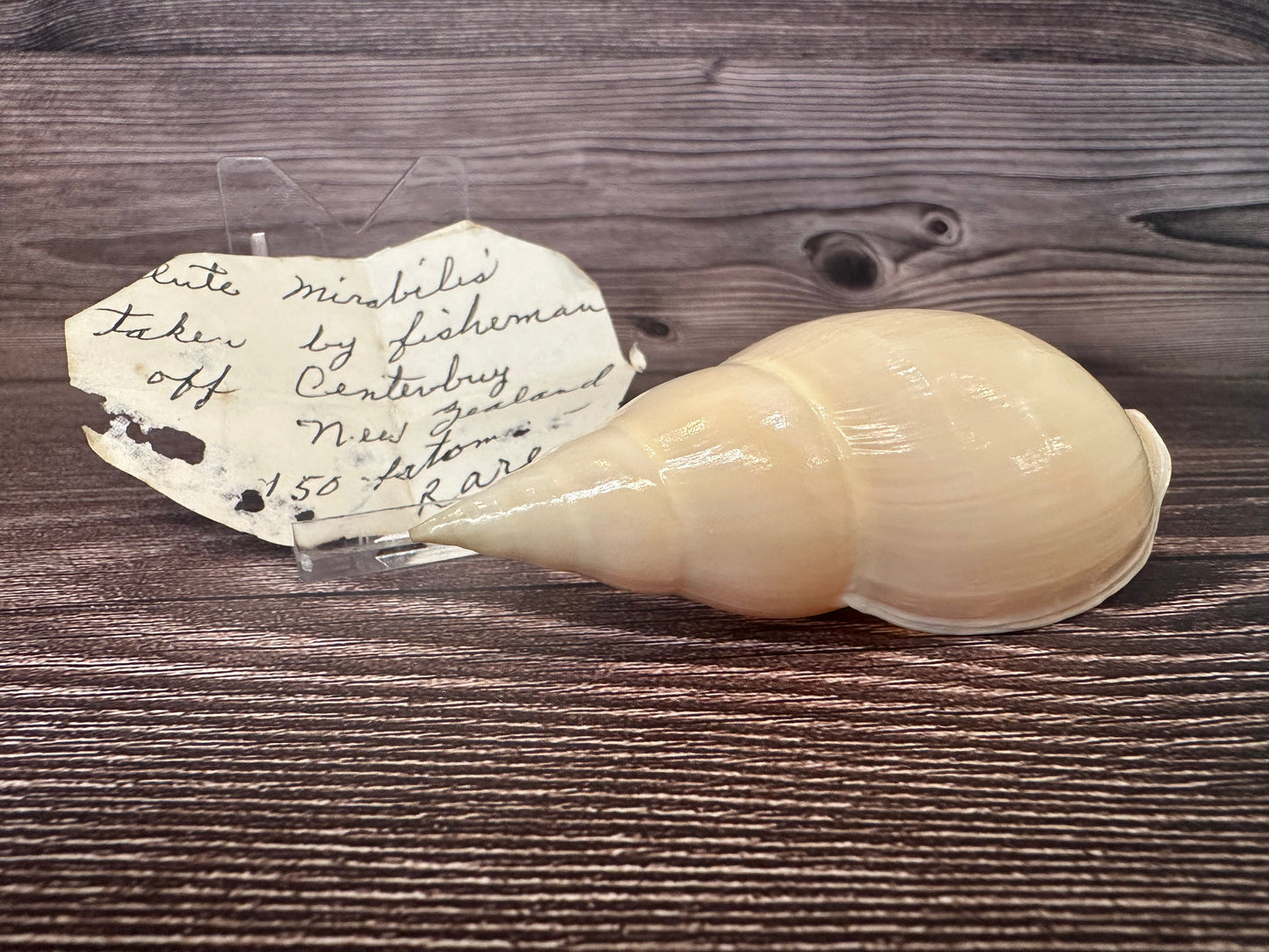 Golden Volute – Iredalina mirabilis – 3.7"