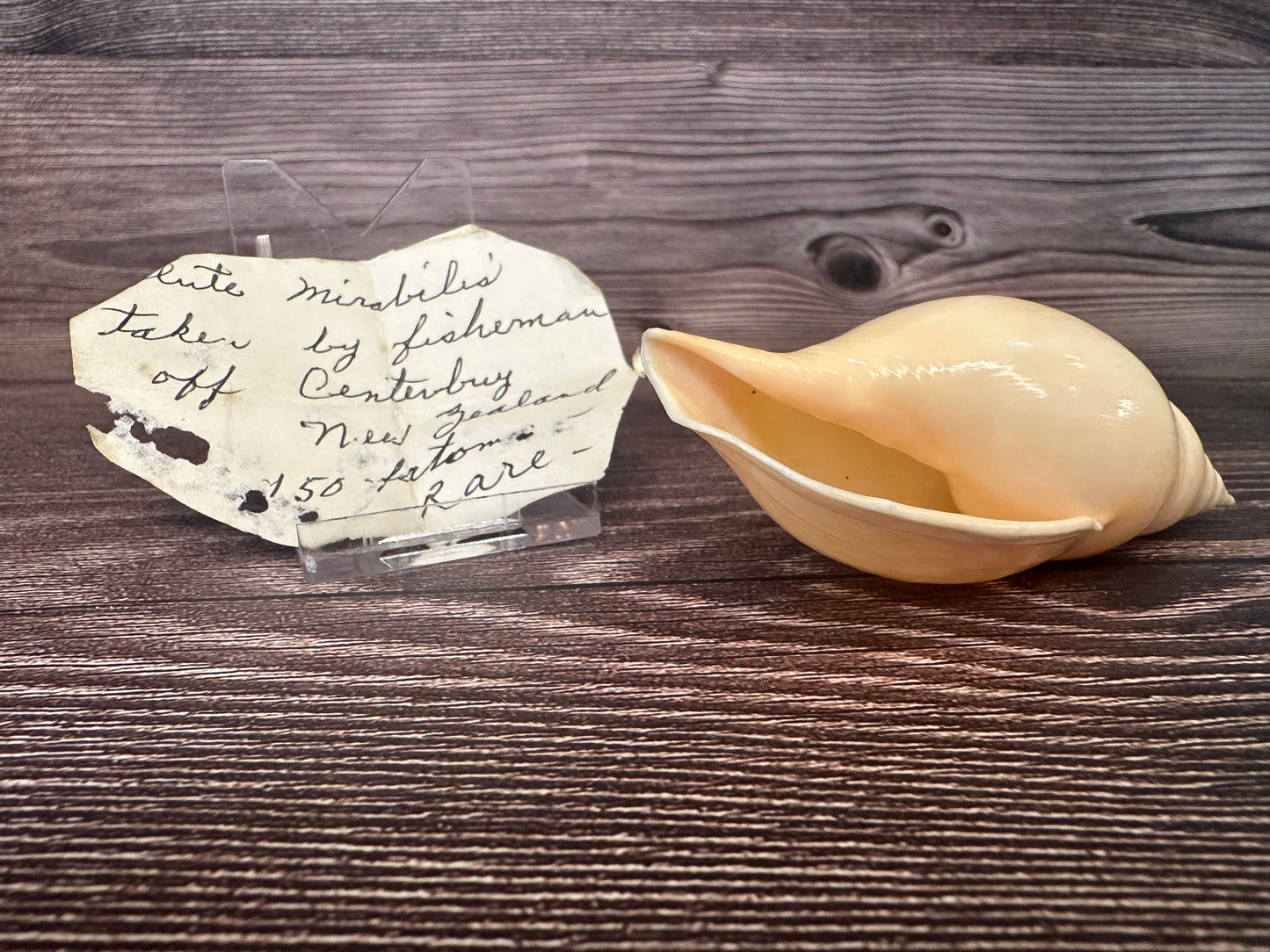 Golden Volute – Iredalina mirabilis – 3.7"