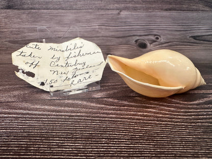 Golden Volute – Iredalina mirabilis – 3.7"