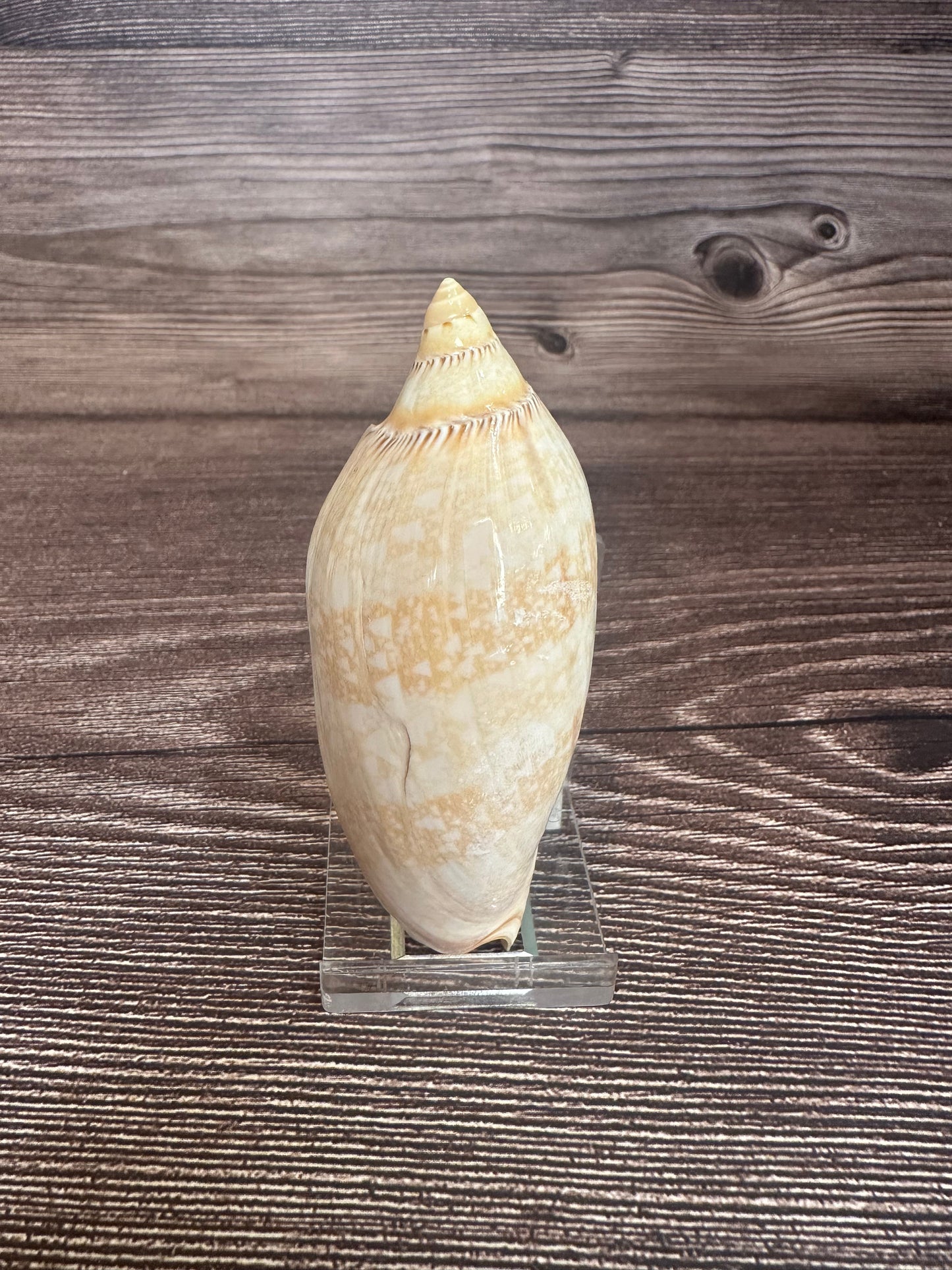 Damon’s Volute – Amoria damonii – 3.4"