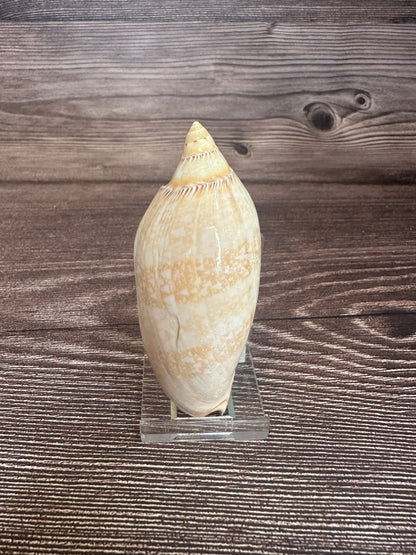 Damon’s Volute – Amoria damonii – 3.4"