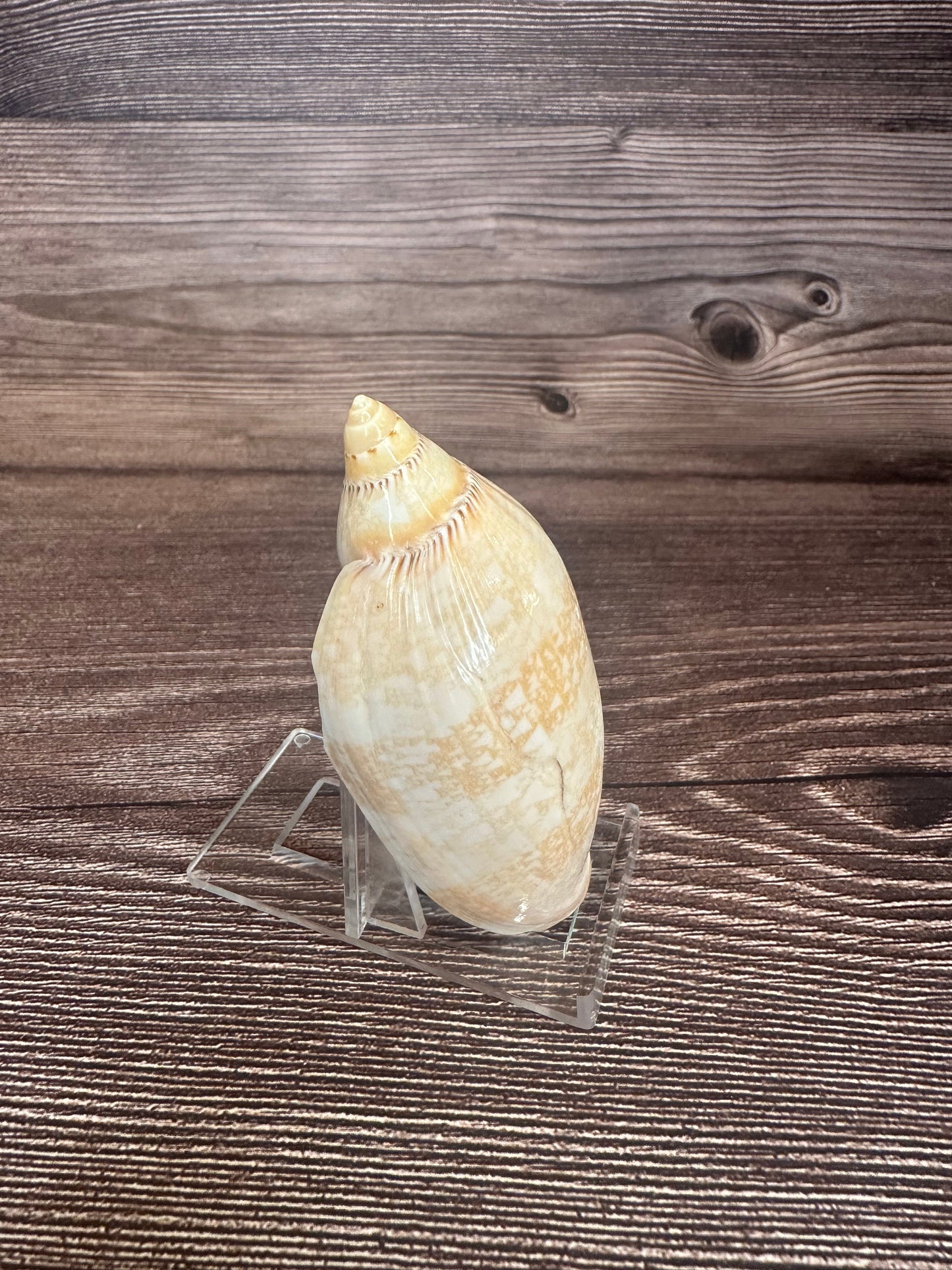 Damon’s Volute – Amoria damonii – 3.4"