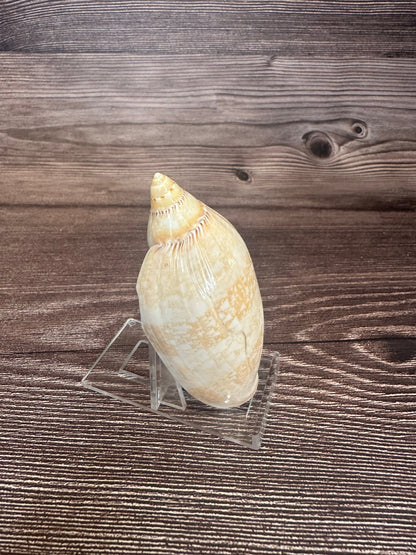 Damon’s Volute – Amoria damonii – 3.4"