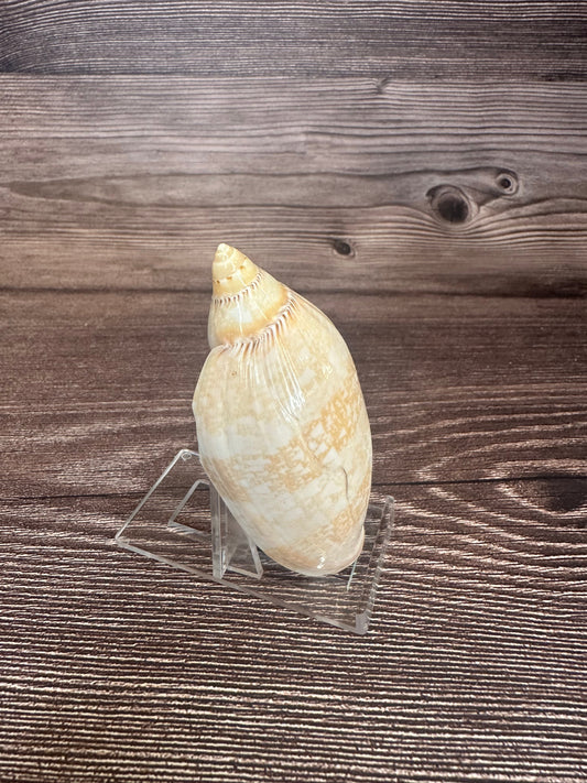 Damon’s Volute – Amoria damonii – 3.4"