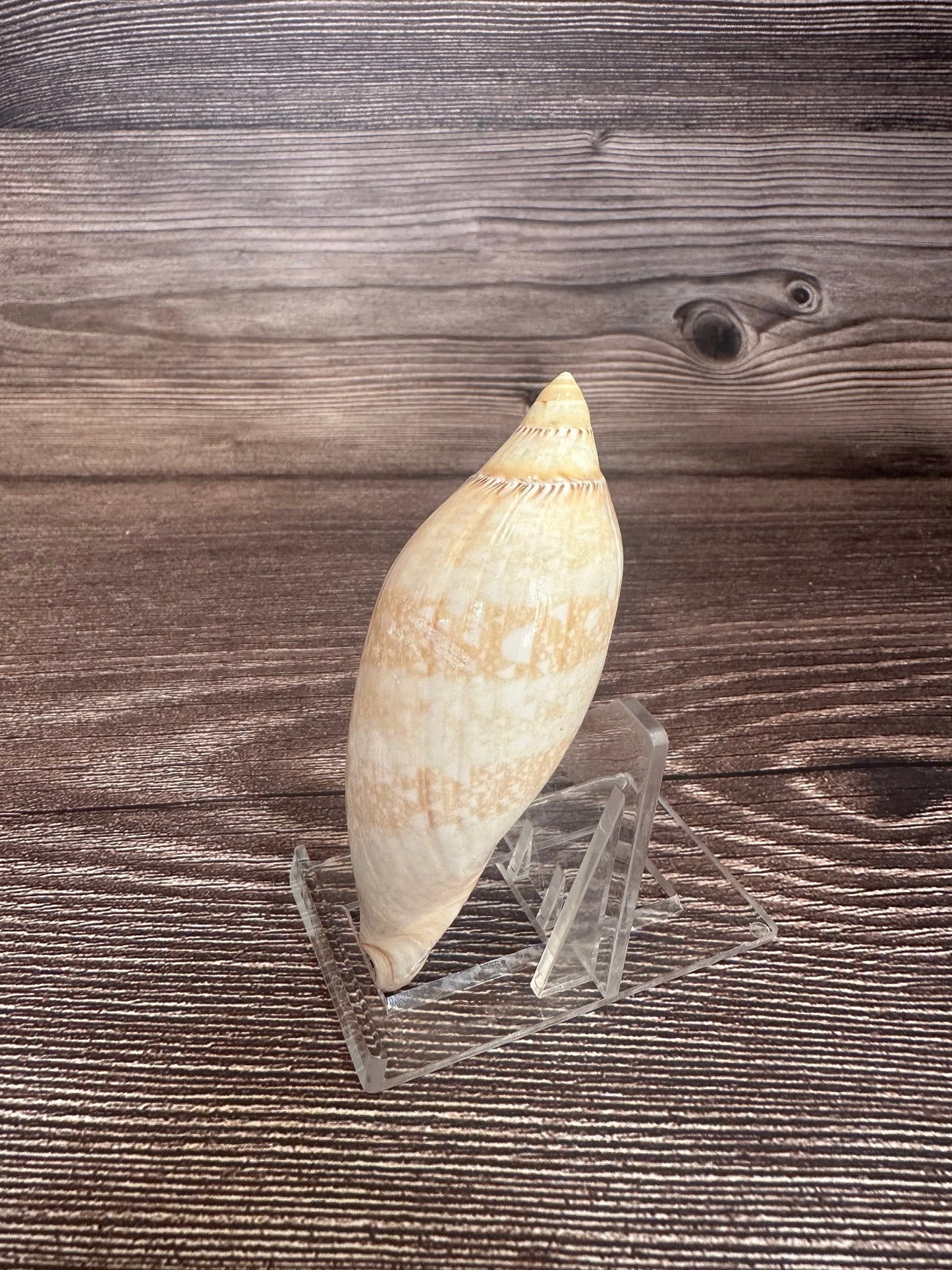 Damon’s Volute – Amoria damonii – 3.4"