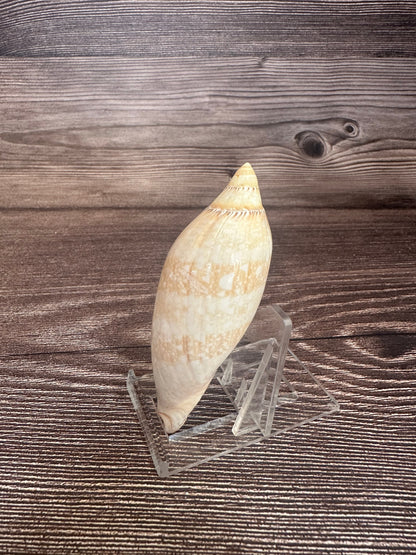 Damon’s Volute – Amoria damonii – 3.4"