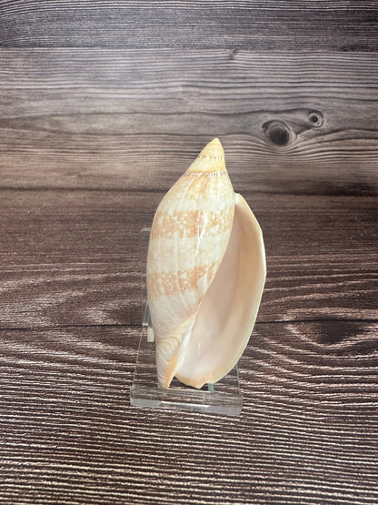 Damon’s Volute – Amoria damonii – 3.4"