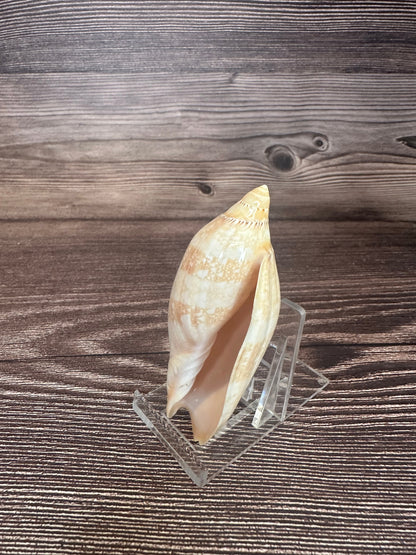 Damon’s Volute – Amoria damonii – 3.4"