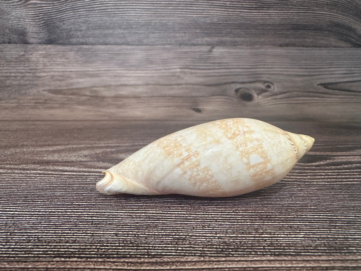 Damon’s Volute – Amoria damonii – 3.4"