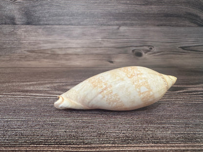 Damon’s Volute – Amoria damonii – 3.4"