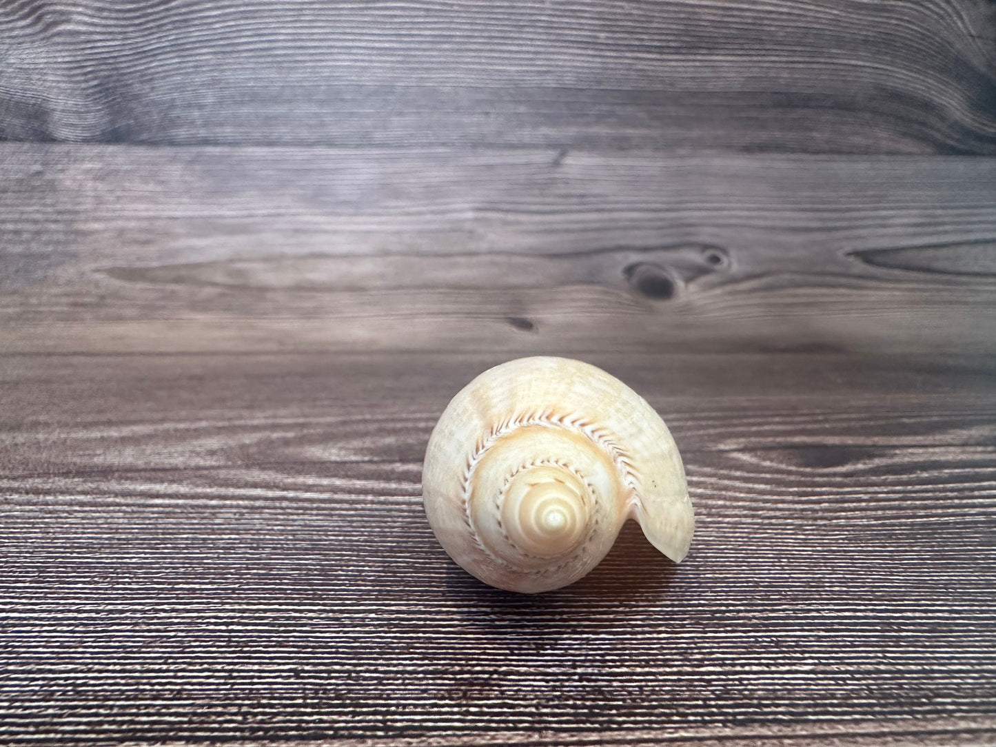 Damon’s Volute – Amoria damonii – 3.4"