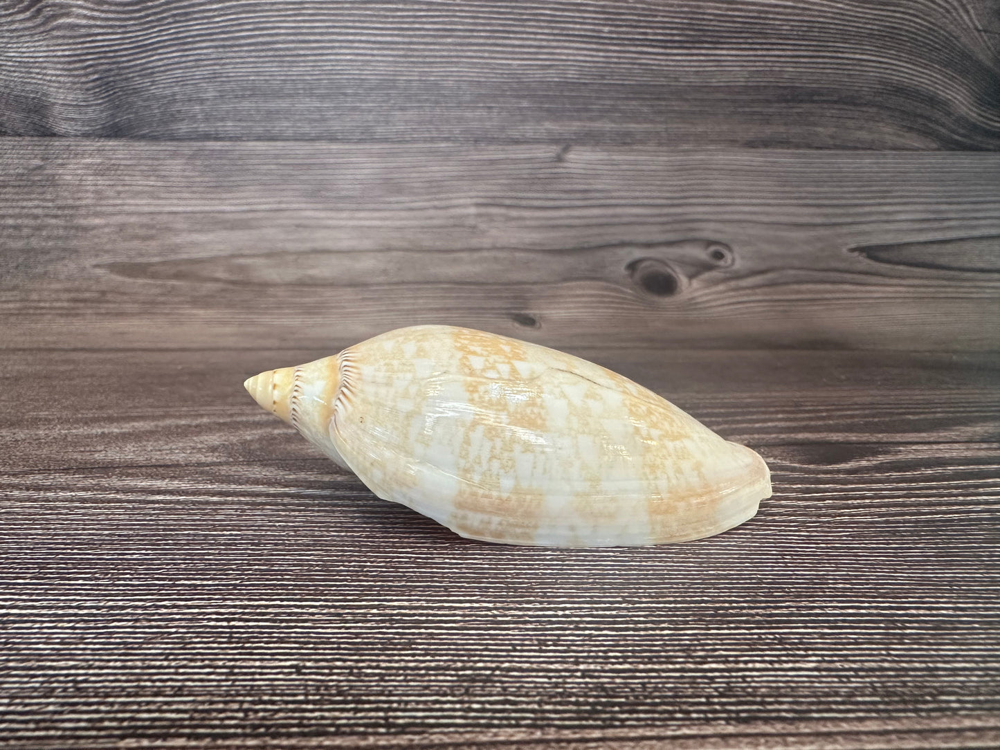 Damon’s Volute – Amoria damonii – 3.4"