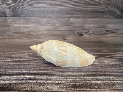 Damon’s Volute – Amoria damonii – 3.4"