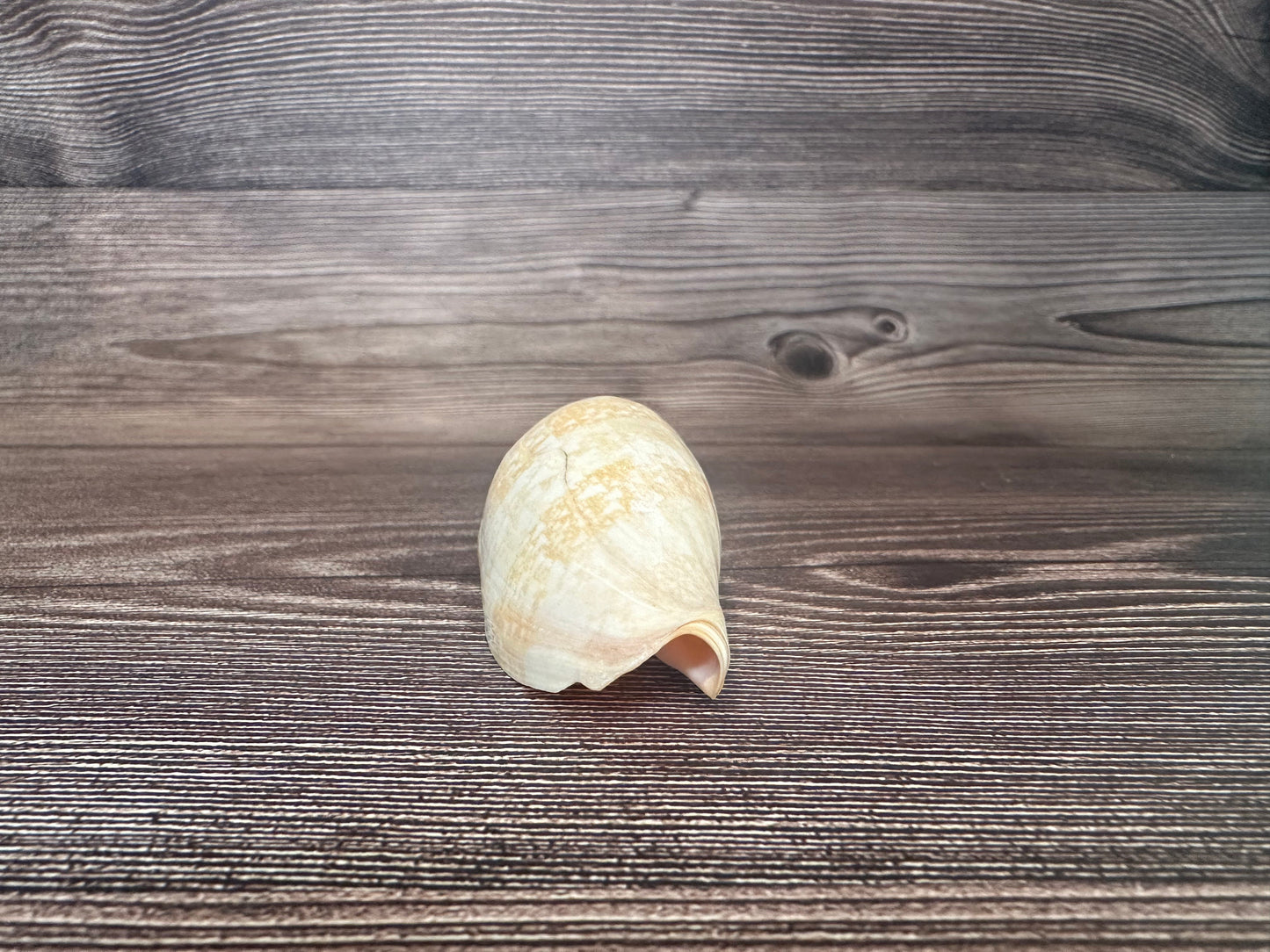 Damon’s Volute – Amoria damonii – 3.4"