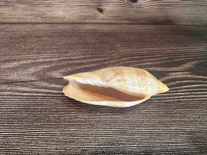 Damon’s Volute – Amoria damonii – 3.4"