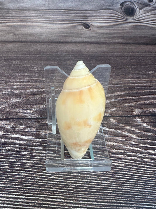 Sclater’s Volute – Amoria undulata sclateri – 2.4"- Damaged