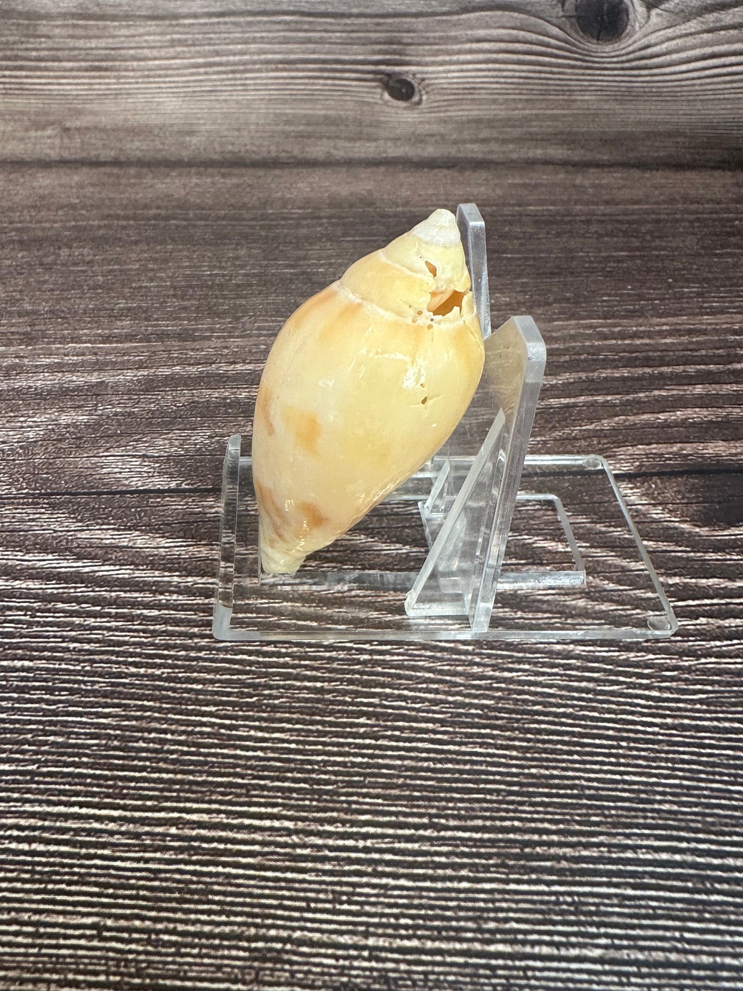 Sclater’s Volute – Amoria undulata sclateri – 2.4"- Damaged