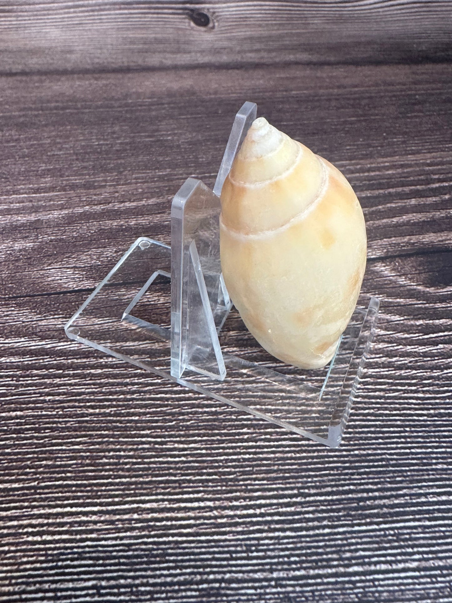 Sclater’s Volute – Amoria undulata sclateri – 2.4"- Damaged