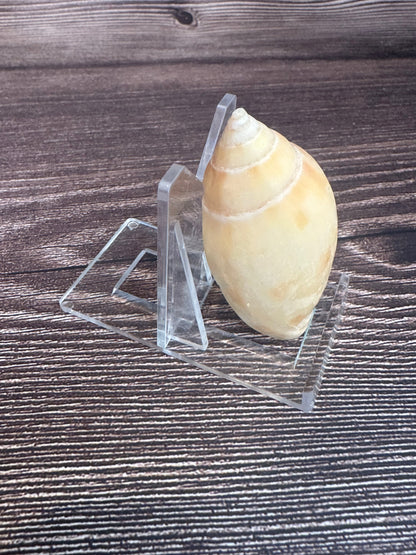 Sclater’s Volute – Amoria undulata sclateri – 2.4"- Damaged