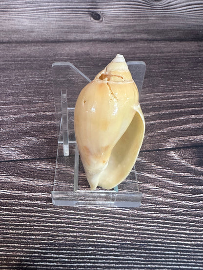 Sclater’s Volute – Amoria undulata sclateri – 2.4"- Damaged