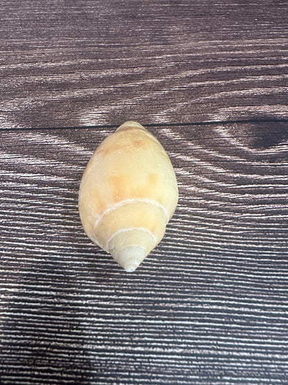 Sclater’s Volute – Amoria undulata sclateri – 2.4"- Damaged