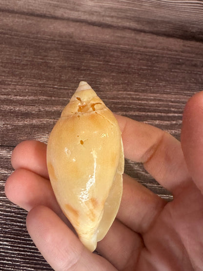 Sclater’s Volute – Amoria undulata sclateri – 2.4"- Damaged