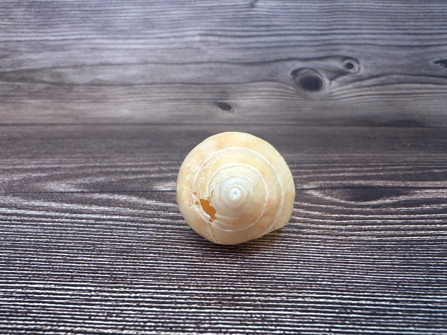 Sclater’s Volute – Amoria undulata sclateri – 2.4"- Damaged