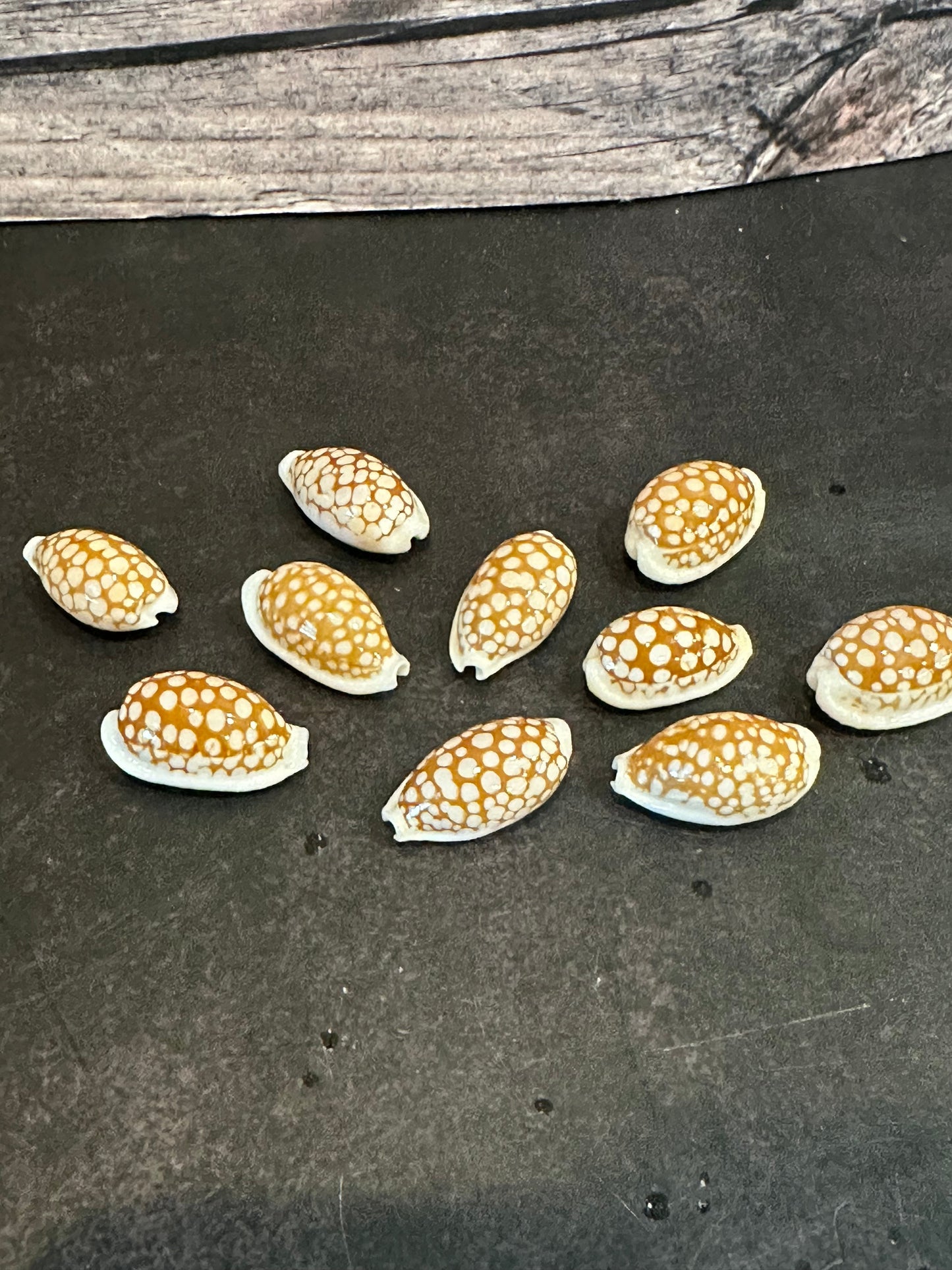 Sieve Cowrie Shells – Cribrarula cribraria (0.5–1")