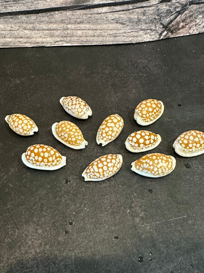 Sieve Cowrie Shells – Cribrarula cribraria (0.5–1")