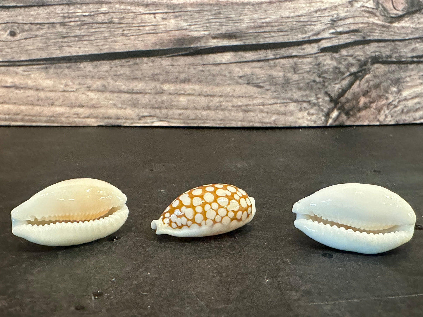 Sieve Cowrie Shells – Cribrarula cribraria (0.5–1")