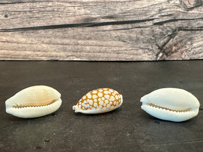 Sieve Cowrie Shells – Cribrarula cribraria (0.5–1")
