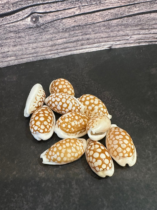 Sieve Cowrie Shells – Cribrarula cribraria (0.5–1")