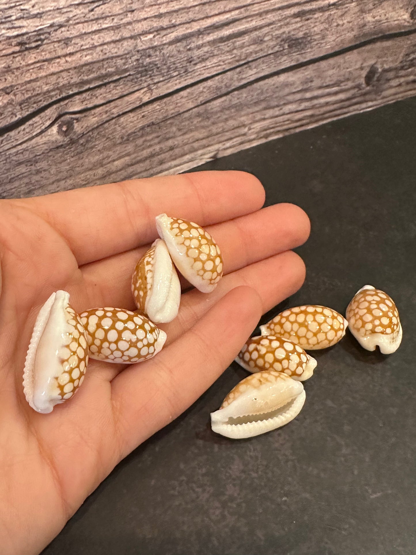 Sieve Cowrie Shells – Cribrarula cribraria (0.5–1")