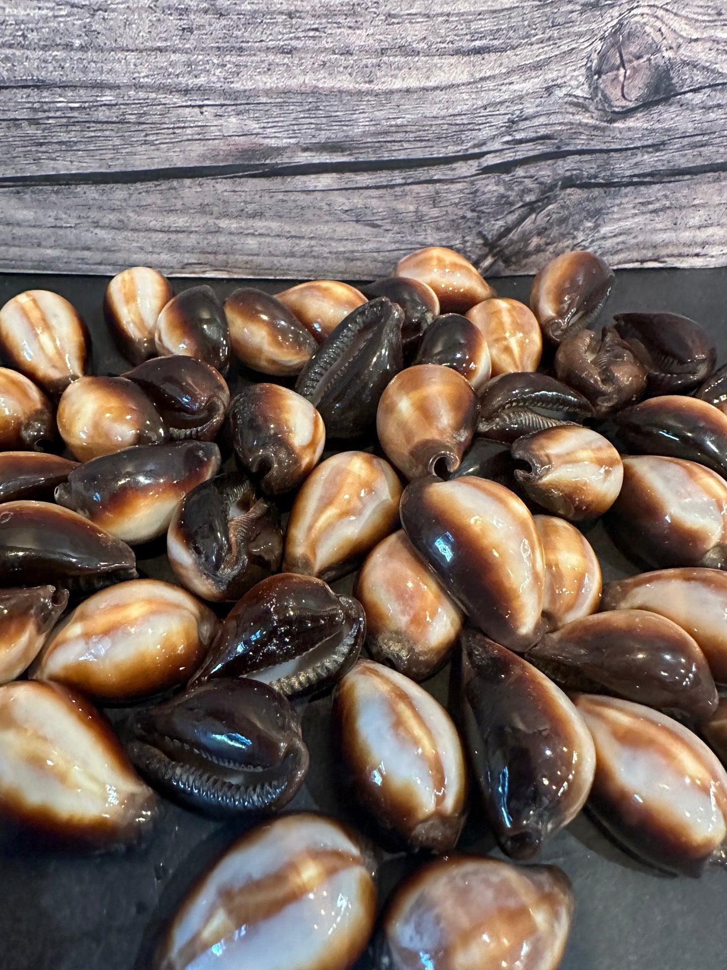 Onyx Cowrie Shells – Erronea onyx (1")