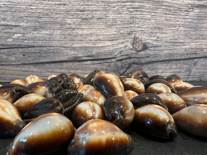 Onyx Cowrie Shells – Erronea onyx (1")