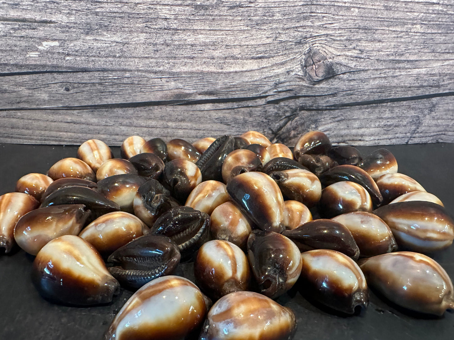 Onyx Cowrie Shells – Erronea onyx (1")