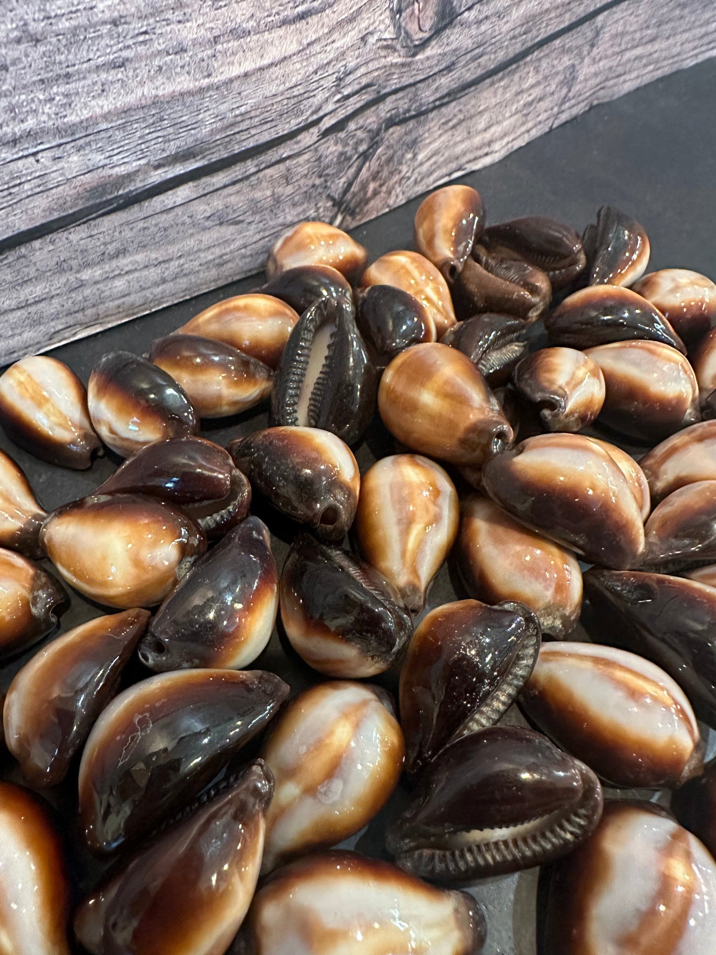 Onyx Cowrie Shells – Erronea onyx (1")