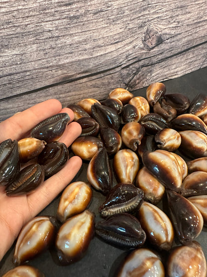 Onyx Cowrie Shells – Erronea onyx (1")