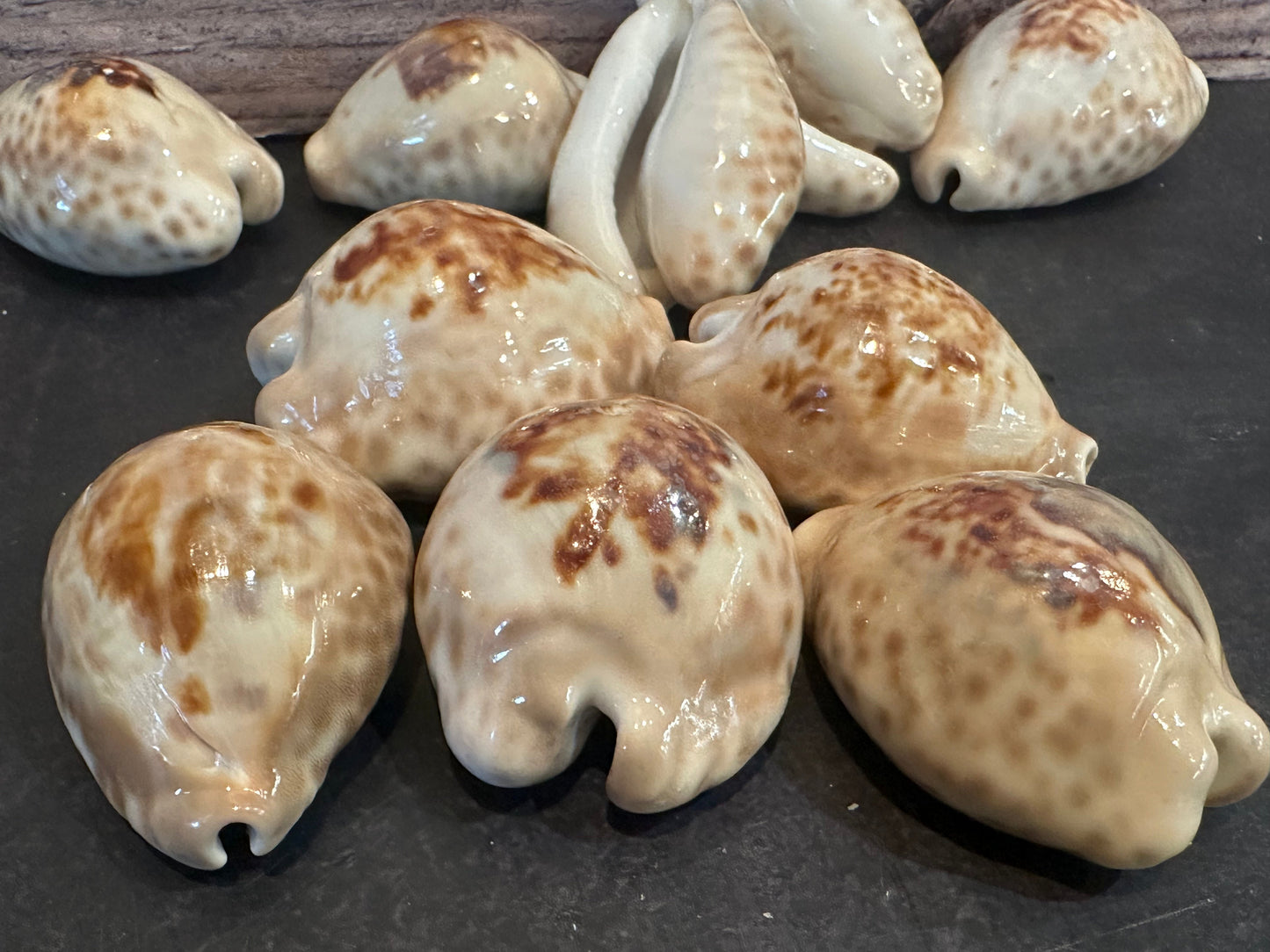 Teulere’s Cowrie Shell – Cypraea teulerei (1.5"+)